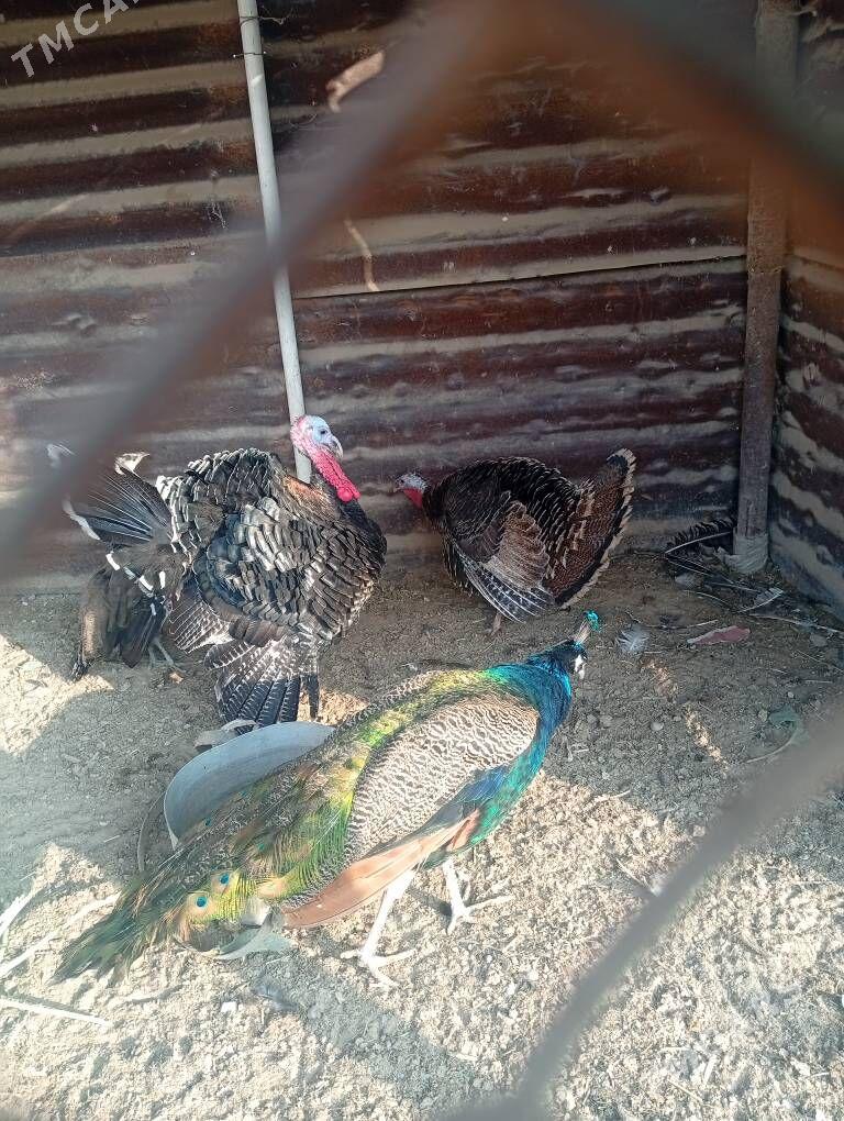 sulgun gusx - Сакарчага - img 1