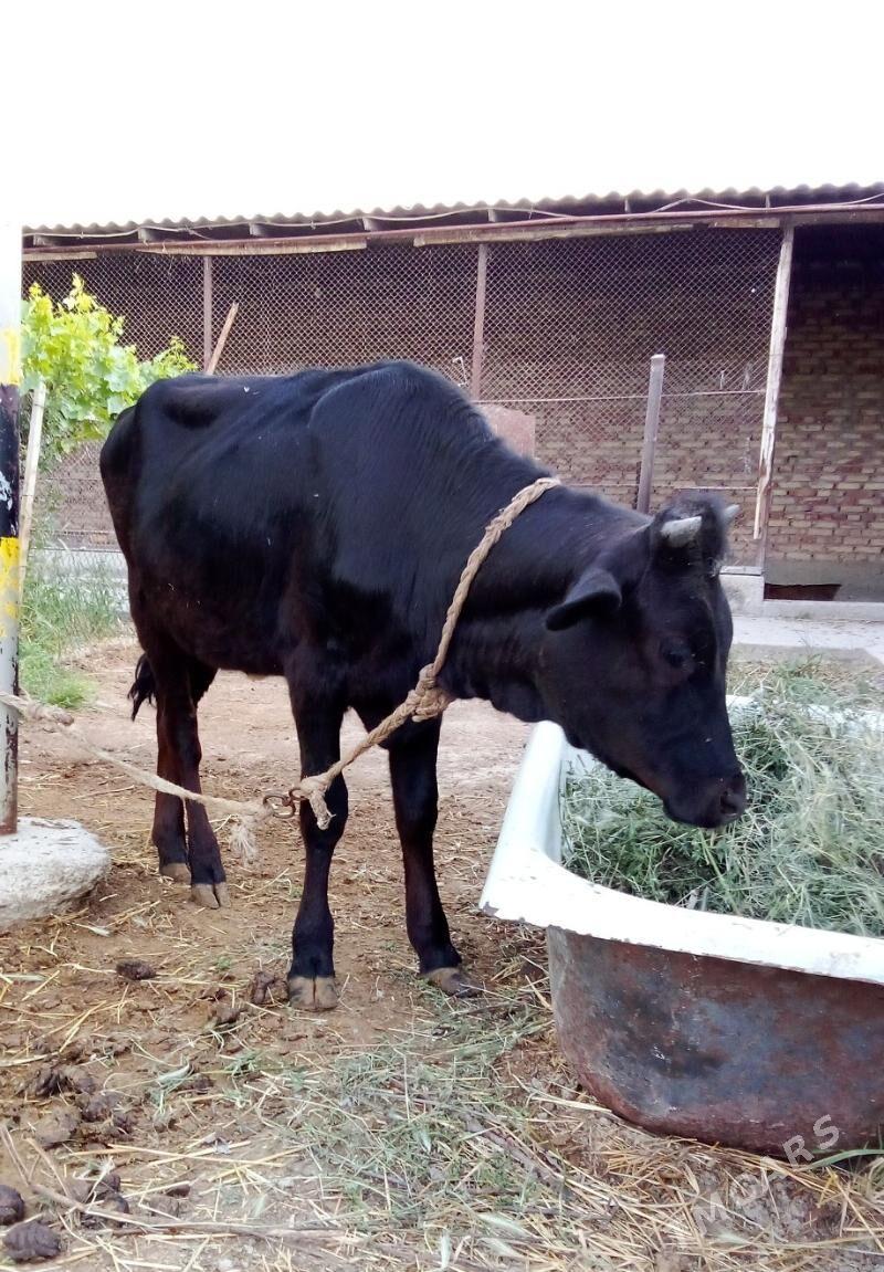 Gibrit Öküzler we Tüwe - Gökdepe - img 3