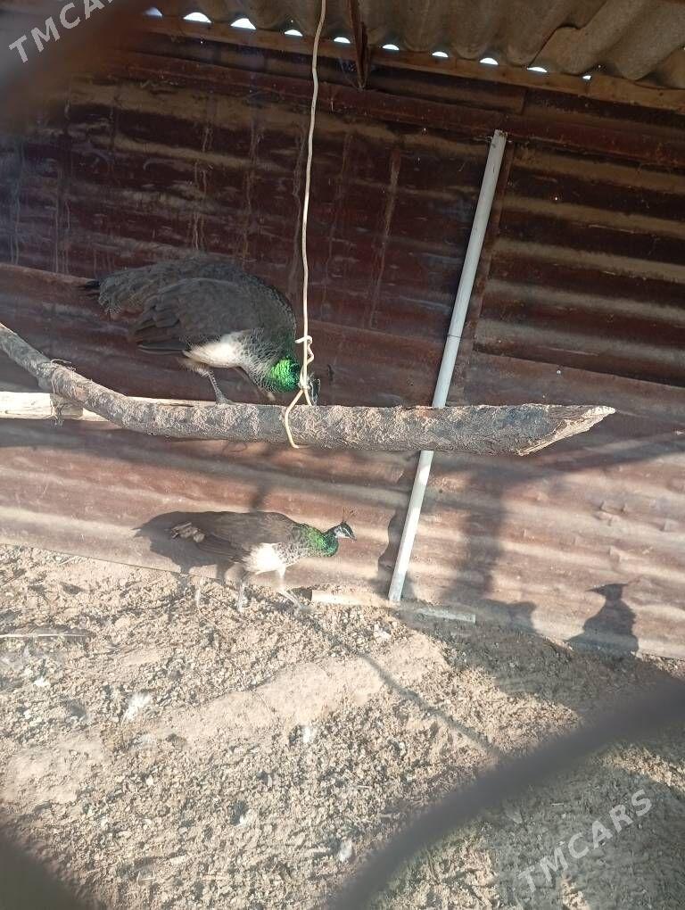 sulgun gusx - Sakarçäge - img 4