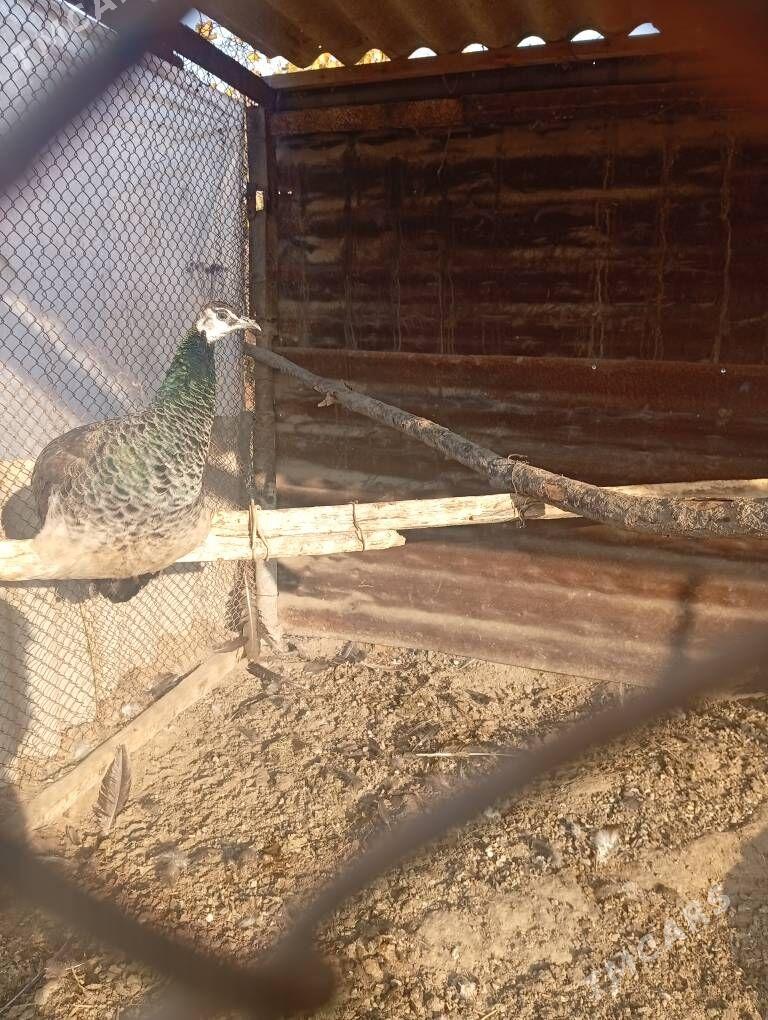 sulgun gusx - Sakarçäge - img 2