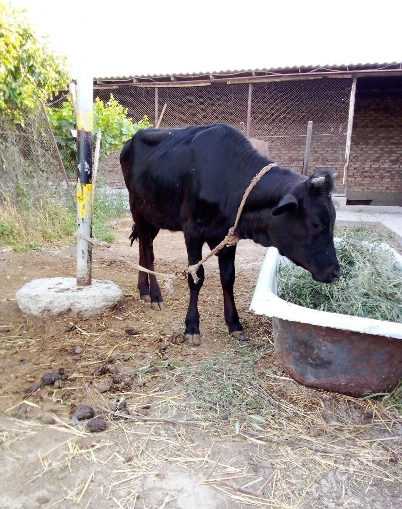 Gibrit Öküzler we Tüwe - Gökdepe - img 2