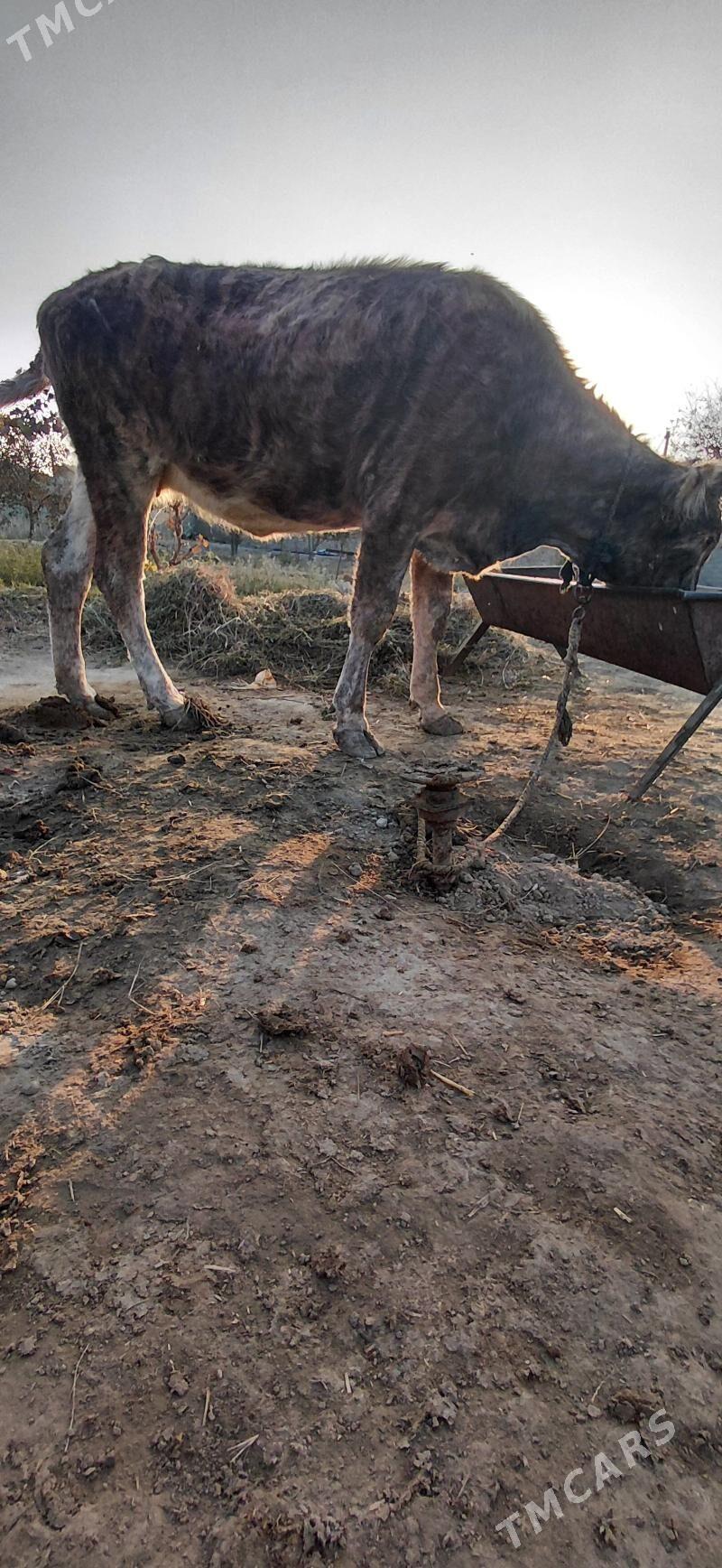 Gysyr sygyr - Bäherden - img 2