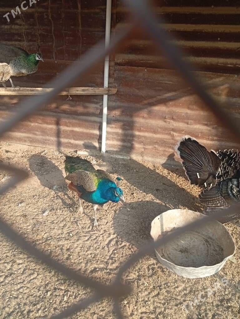 sulgun gusx - Sakarçäge - img 3