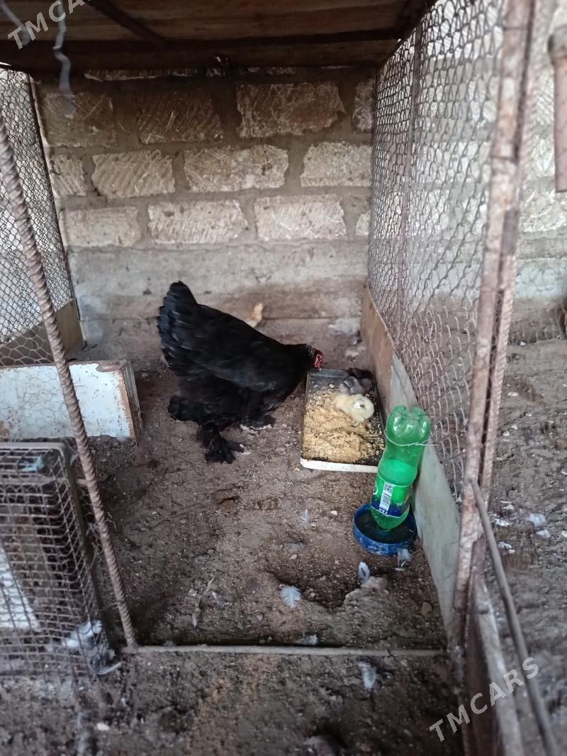 brama - Гумдаг - img 2