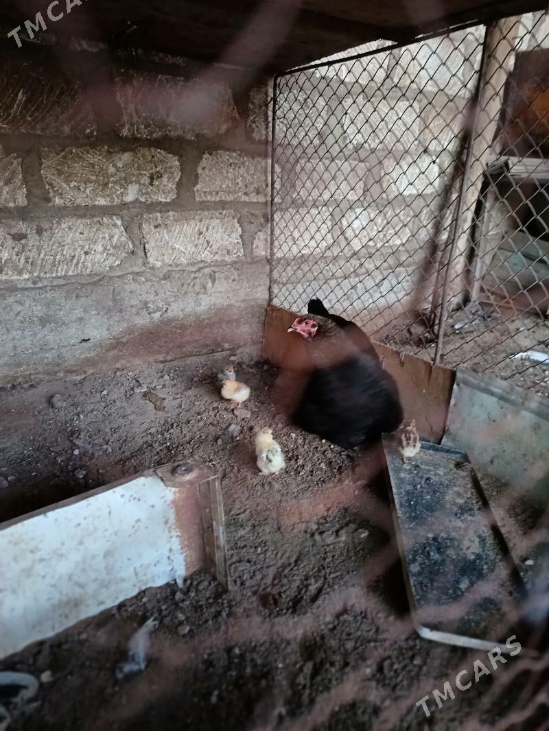 brama - Gumdag - img 1