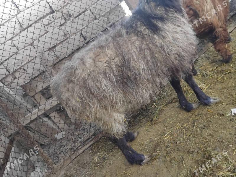 Bakylan goýun - Bäherden - img 5