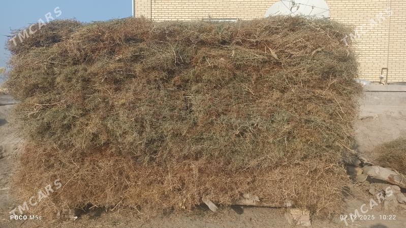 yandak - Сакарчага - img 2