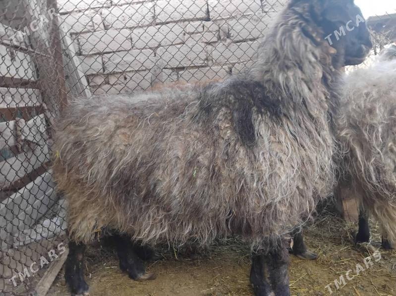 Bakylan goýun - Bäherden - img 2