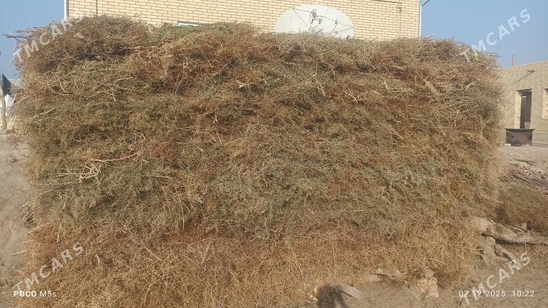 yandak - Сакарчага - img 1