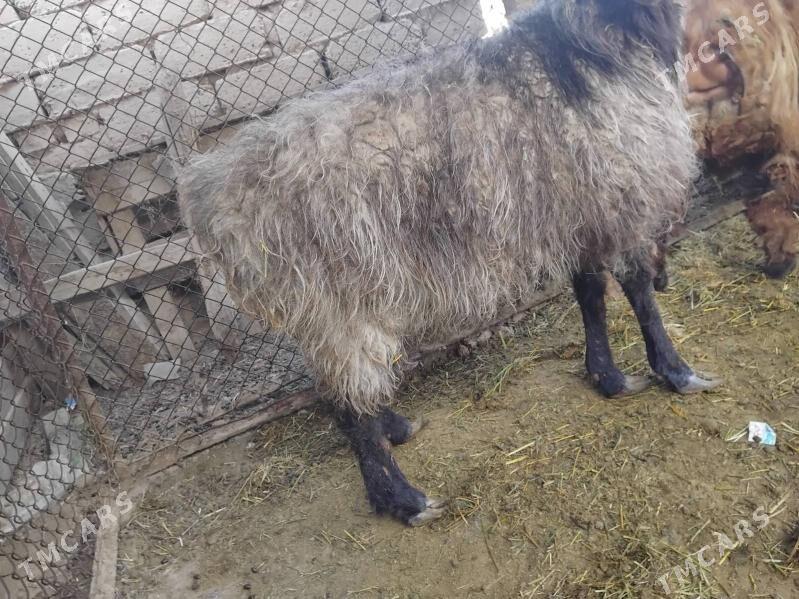 Bakylan goýun - Bäherden - img 4