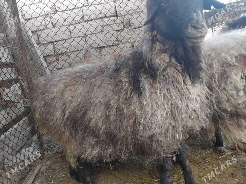 Bakylan goýun - Bäherden - img 1