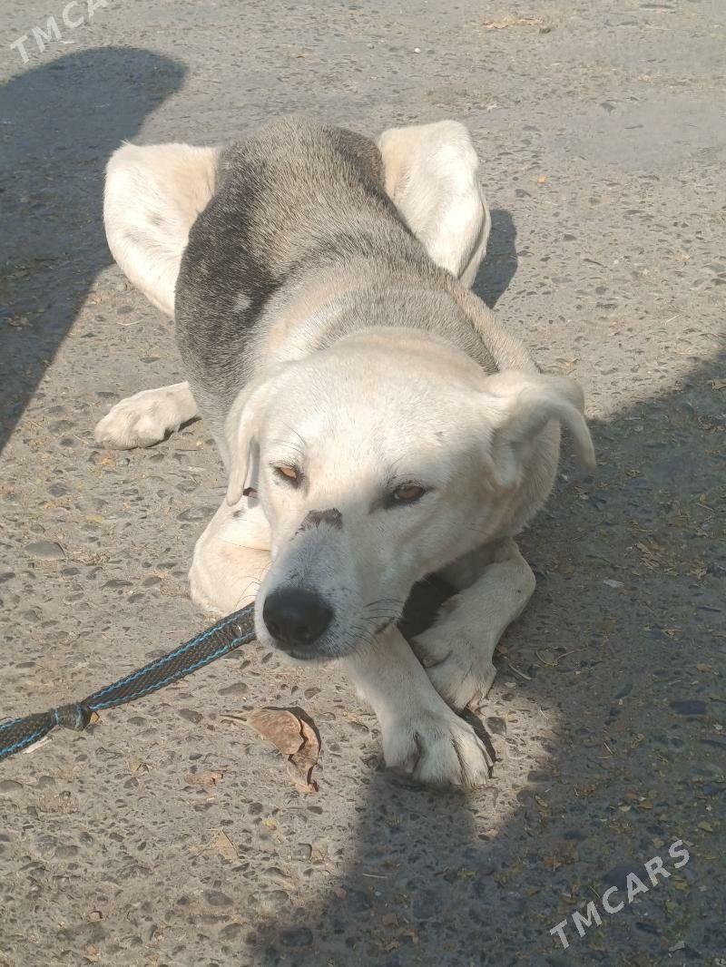 собака - Ашхабад - img 2