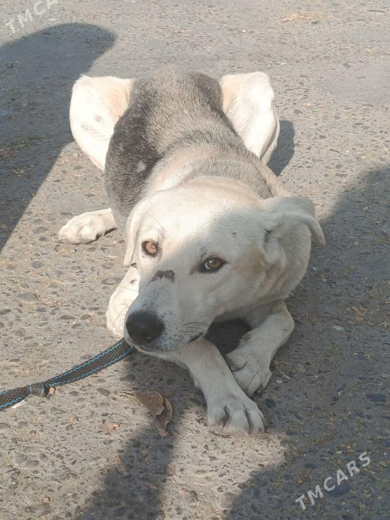 собака - Ашхабад - img 1