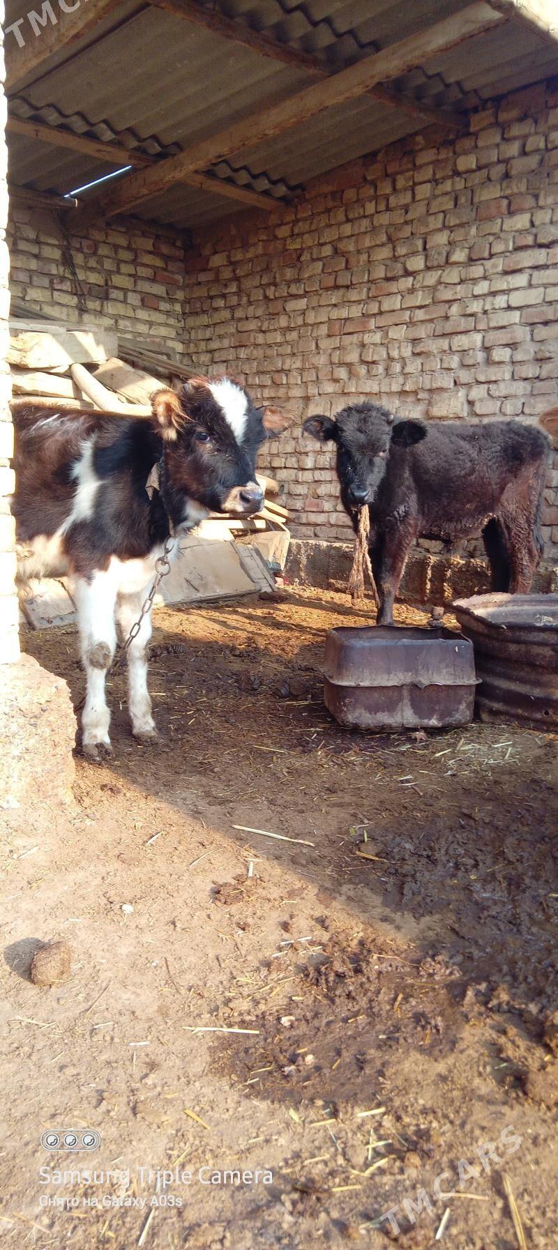 öküzçe - Бабадайхан - img 1