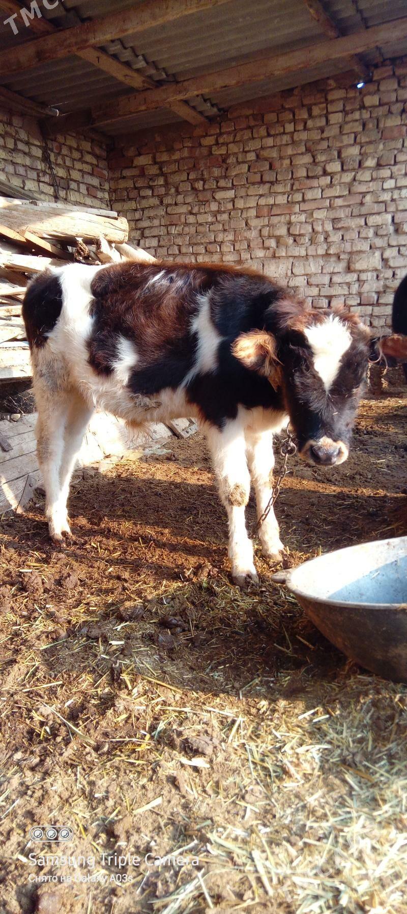 öküzçe - Babadaýhan - img 2