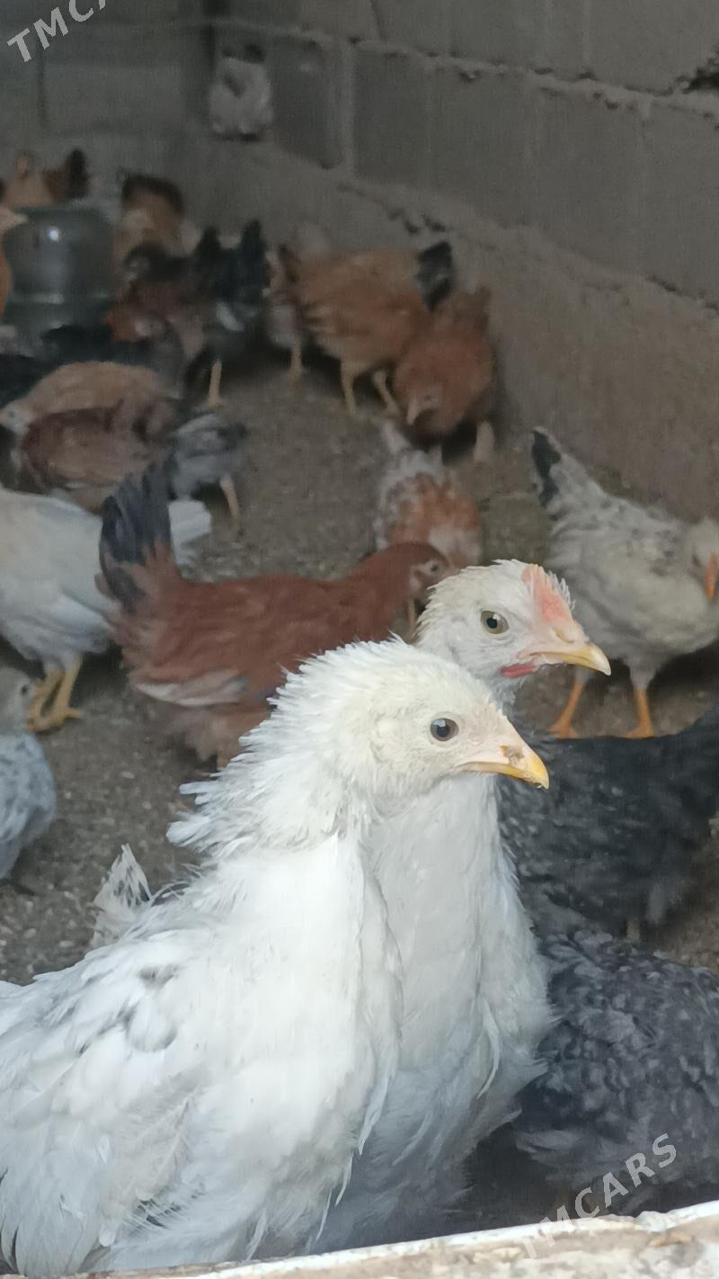 3aylk jujeler - Анев - img 3