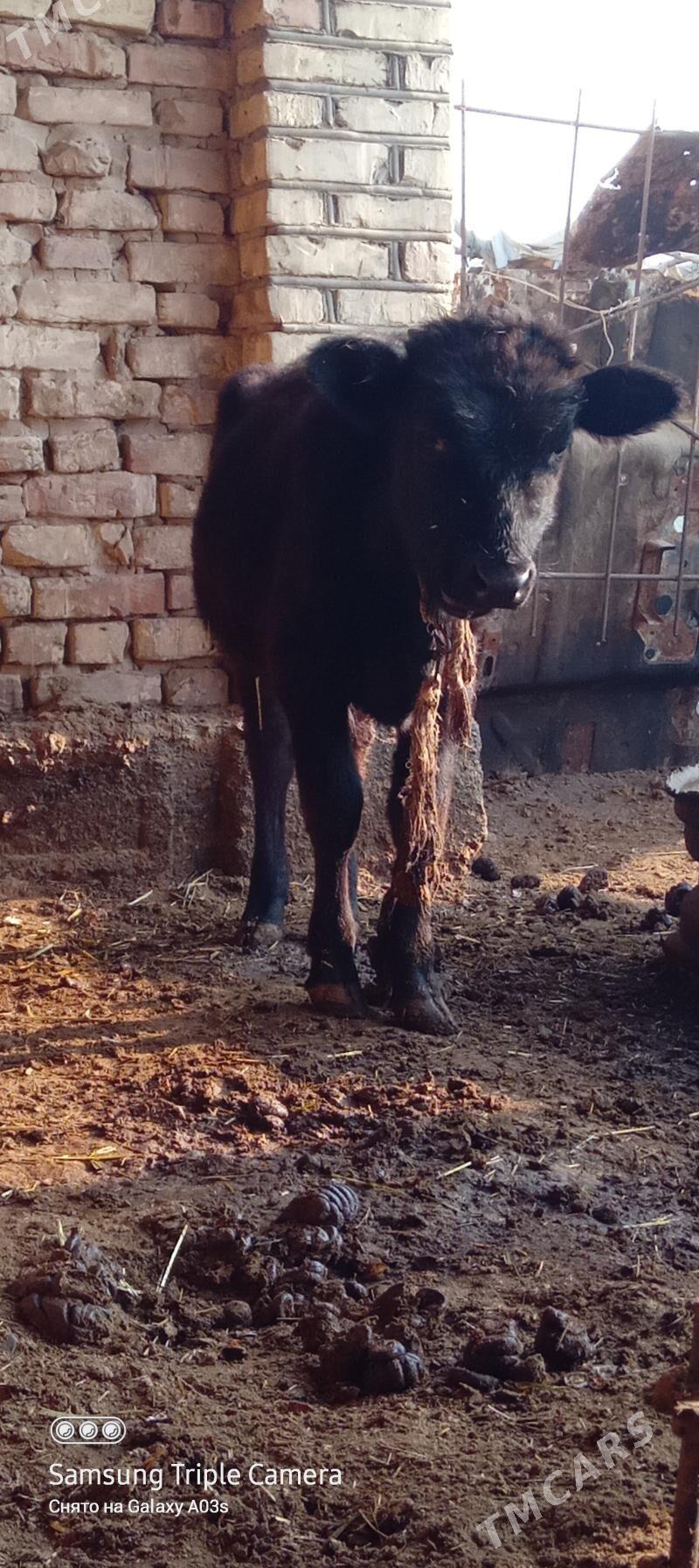 öküzçe - Babadaýhan - img 3