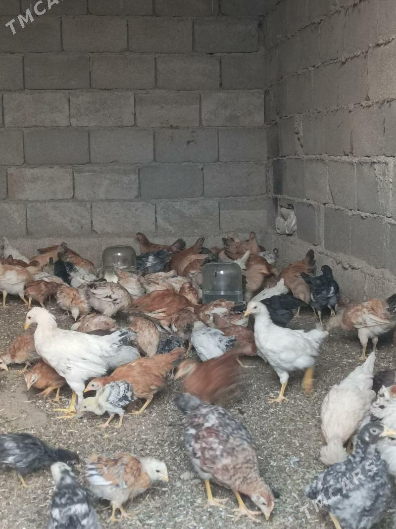 3aylk jujeler - Анев - img 4