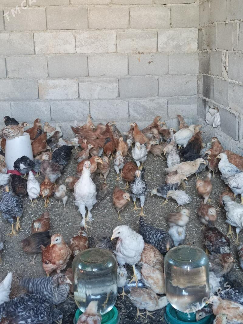 3aylk jujeler - Анев - img 8