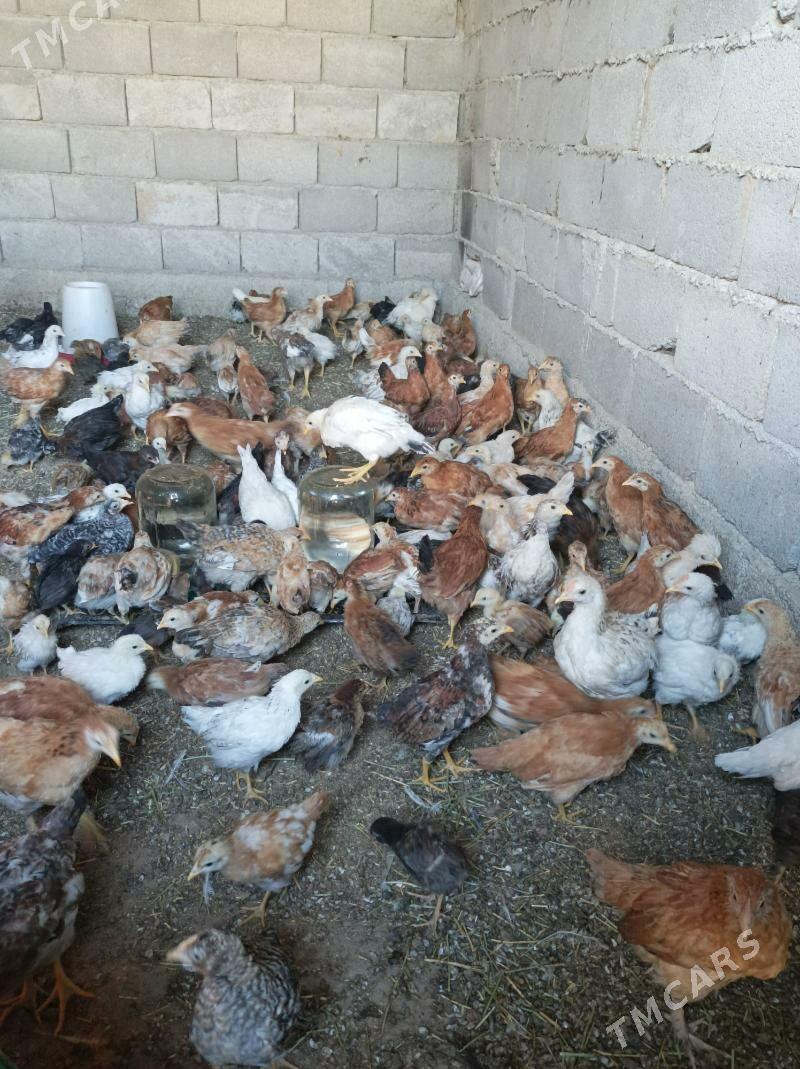 3aylk jujeler - Анев - img 9