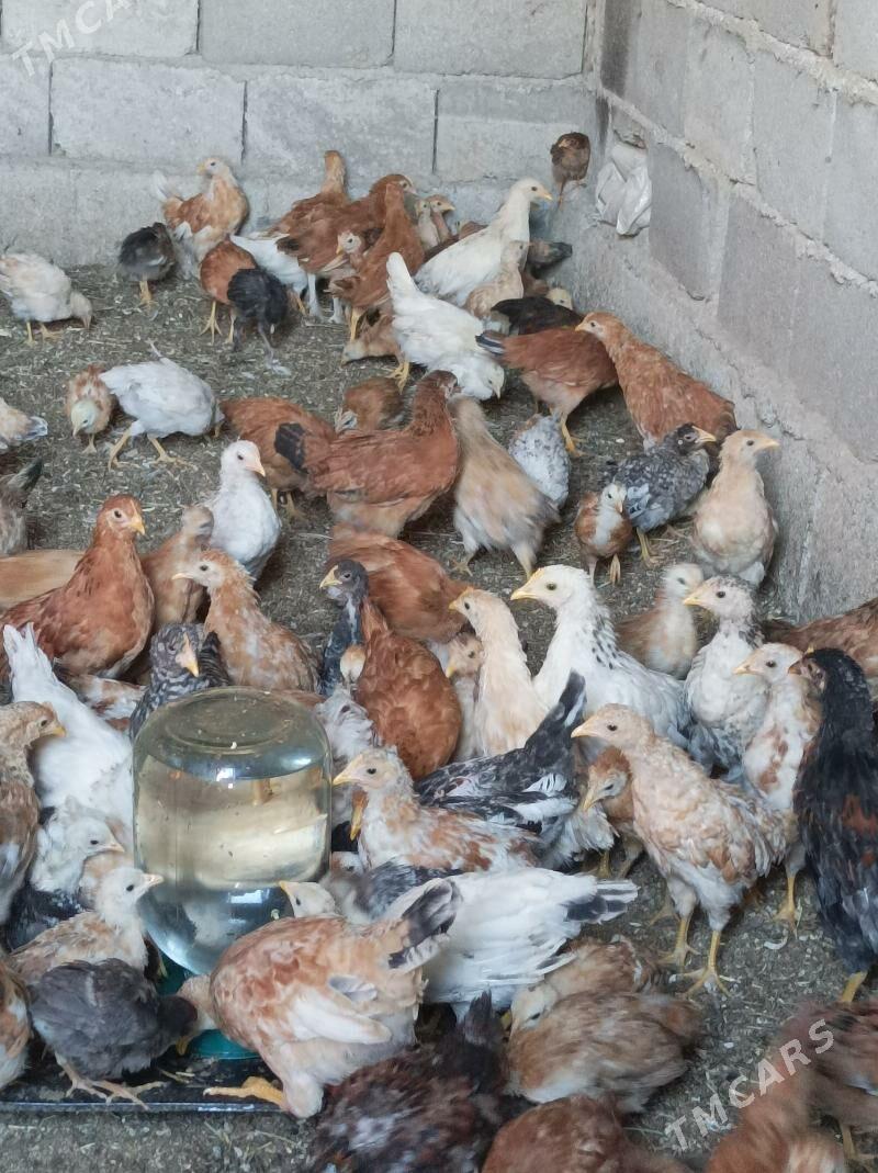 3aylk jujeler - Анев - img 6