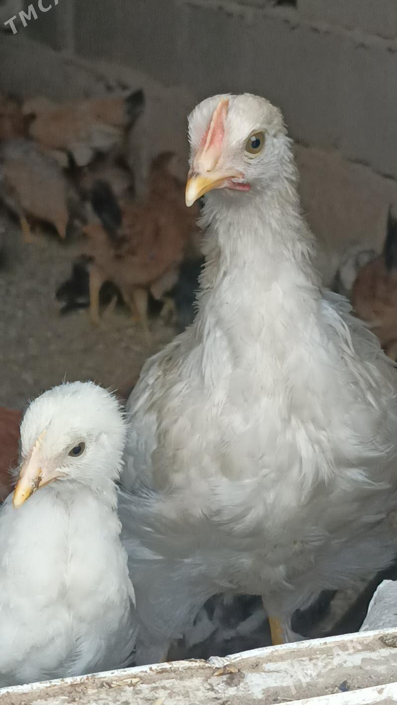 3aylk jujeler - Анев - img 5