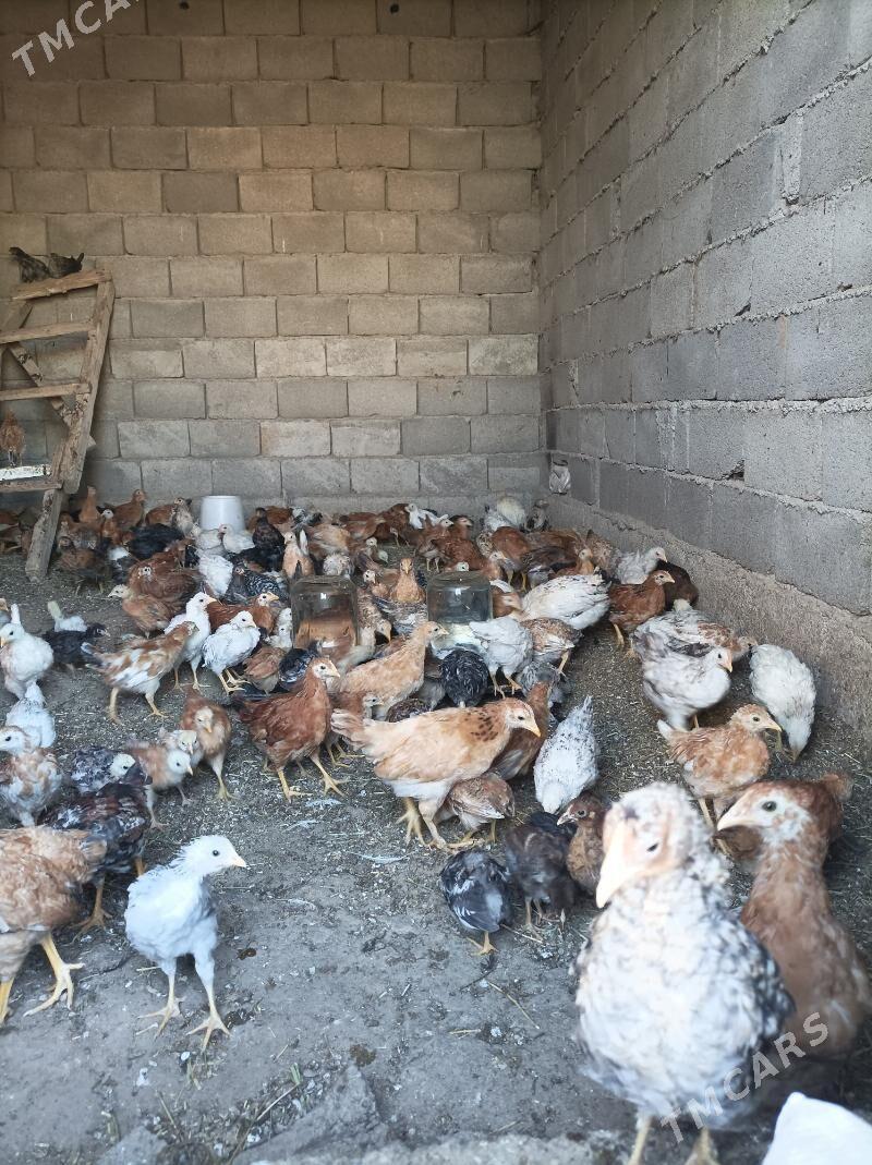 3aylk jujeler - Анев - img 10