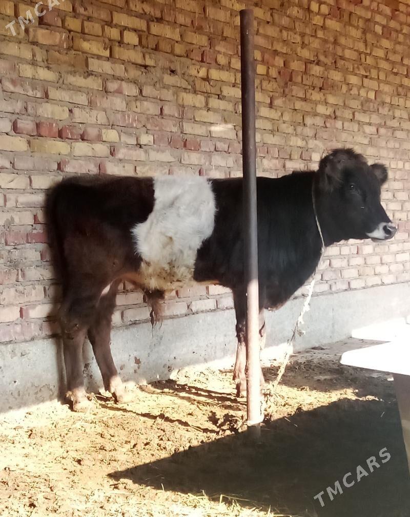 Gibrit Öküzler we Tüwe - Gökdepe - img 6