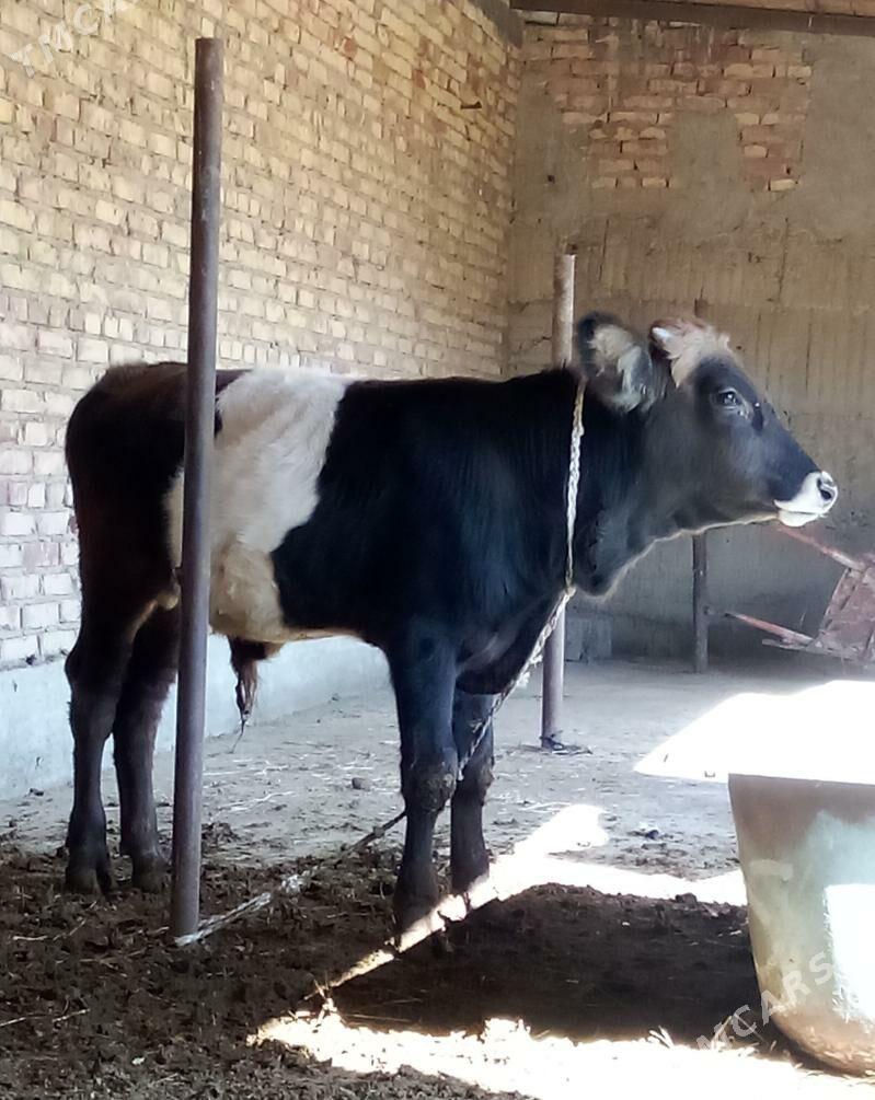 Gibrit Öküzler we Tüwe - Gökdepe - img 5