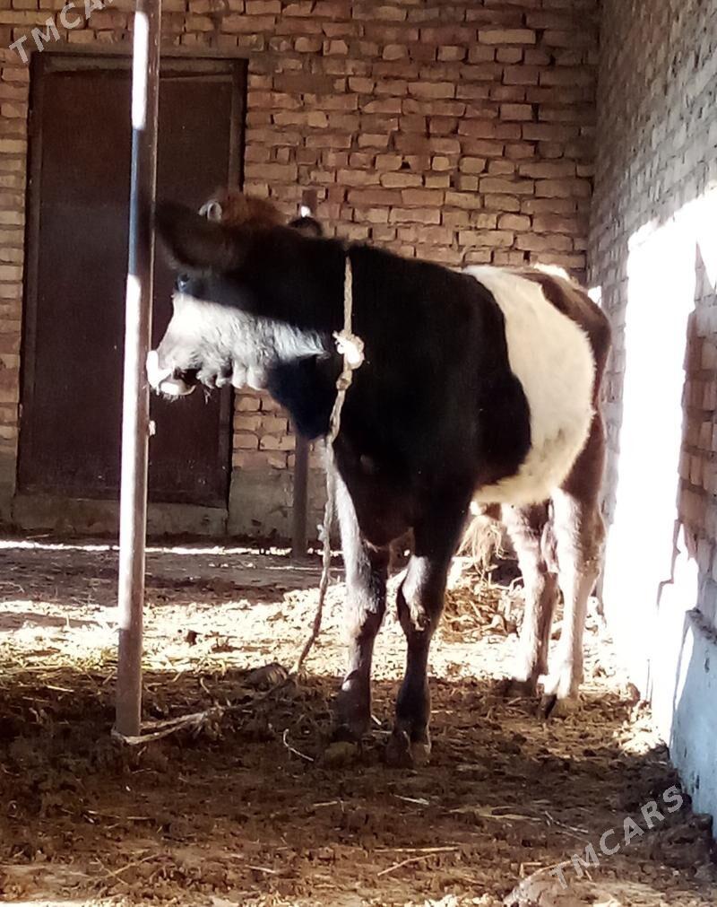 Gibrit Öküzler we Tüwe - Gökdepe - img 10