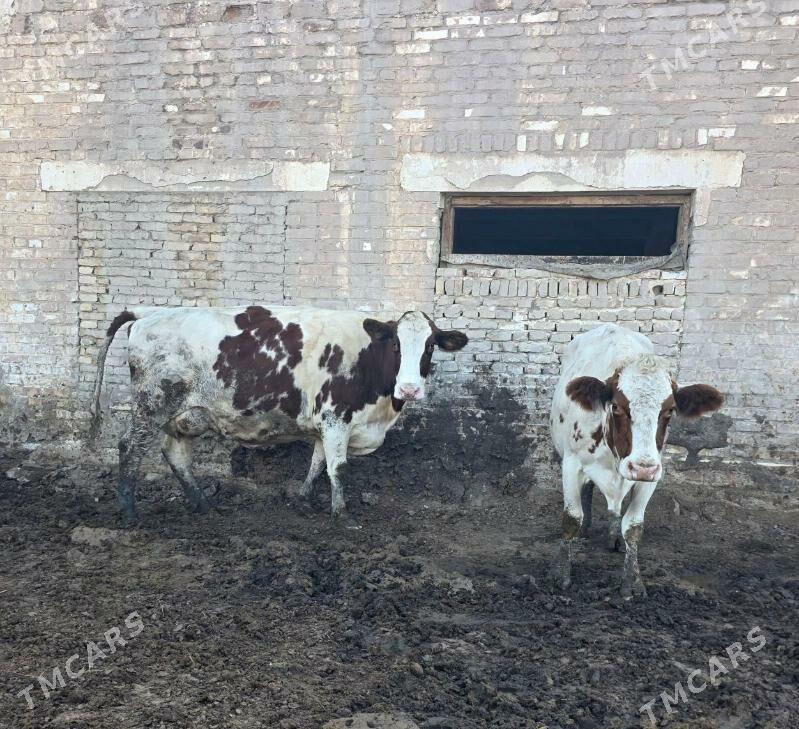 Сыгыр - Чарджоу - img 1