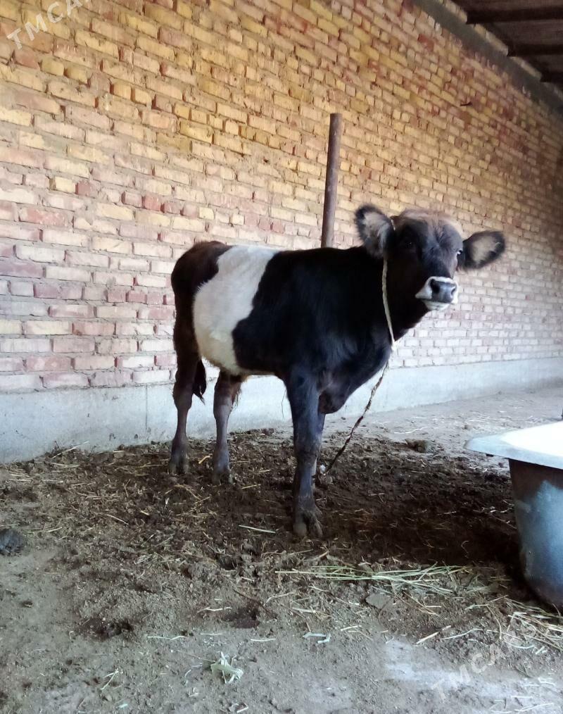 Gibrit Öküzler we Tüwe - Gökdepe - img 8