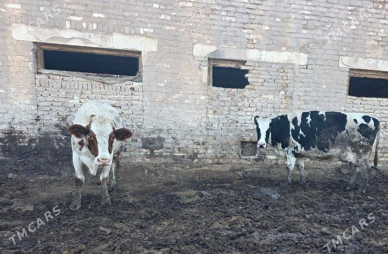 Сыгыр - Чарджоу - img 2