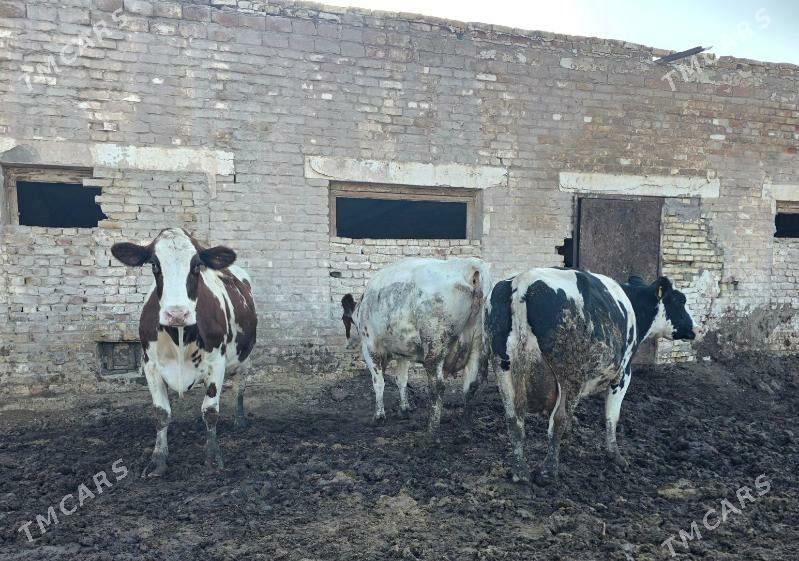 Сыгыр - Чарджоу - img 3