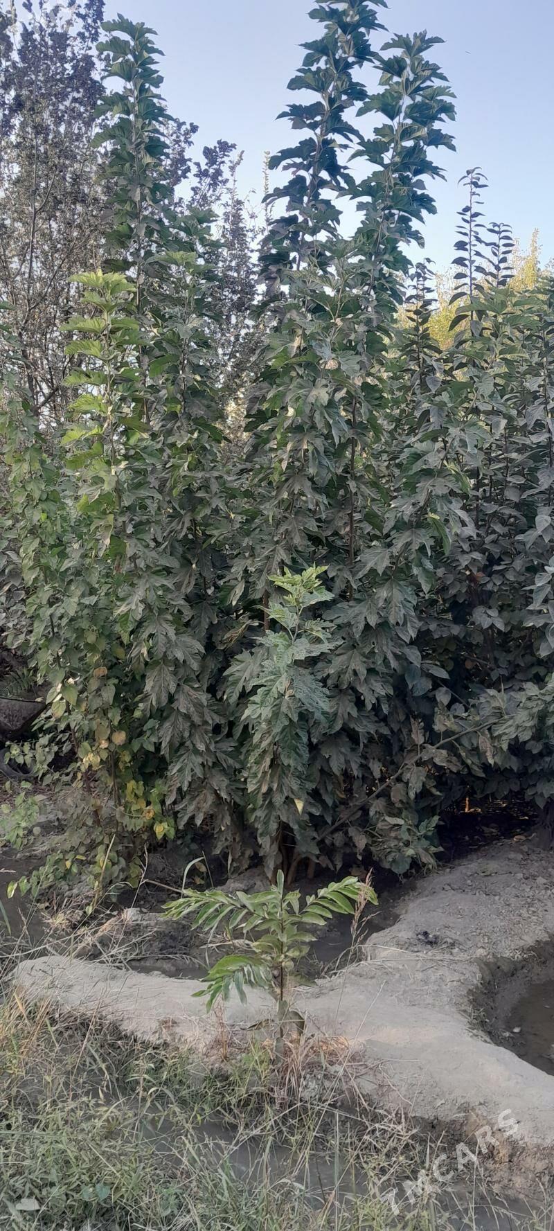 nahallar kölegelik - Arkadag - img 2