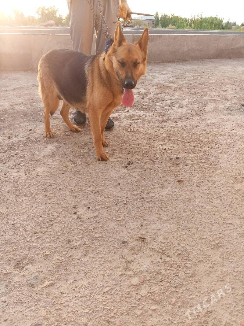 belka awcarka - Губадаг - img 2