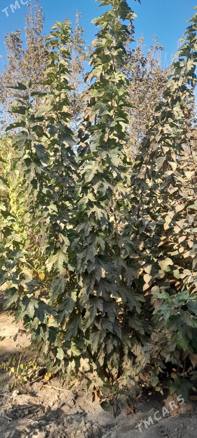 nahallar kölegelik - Arkadag - img 1