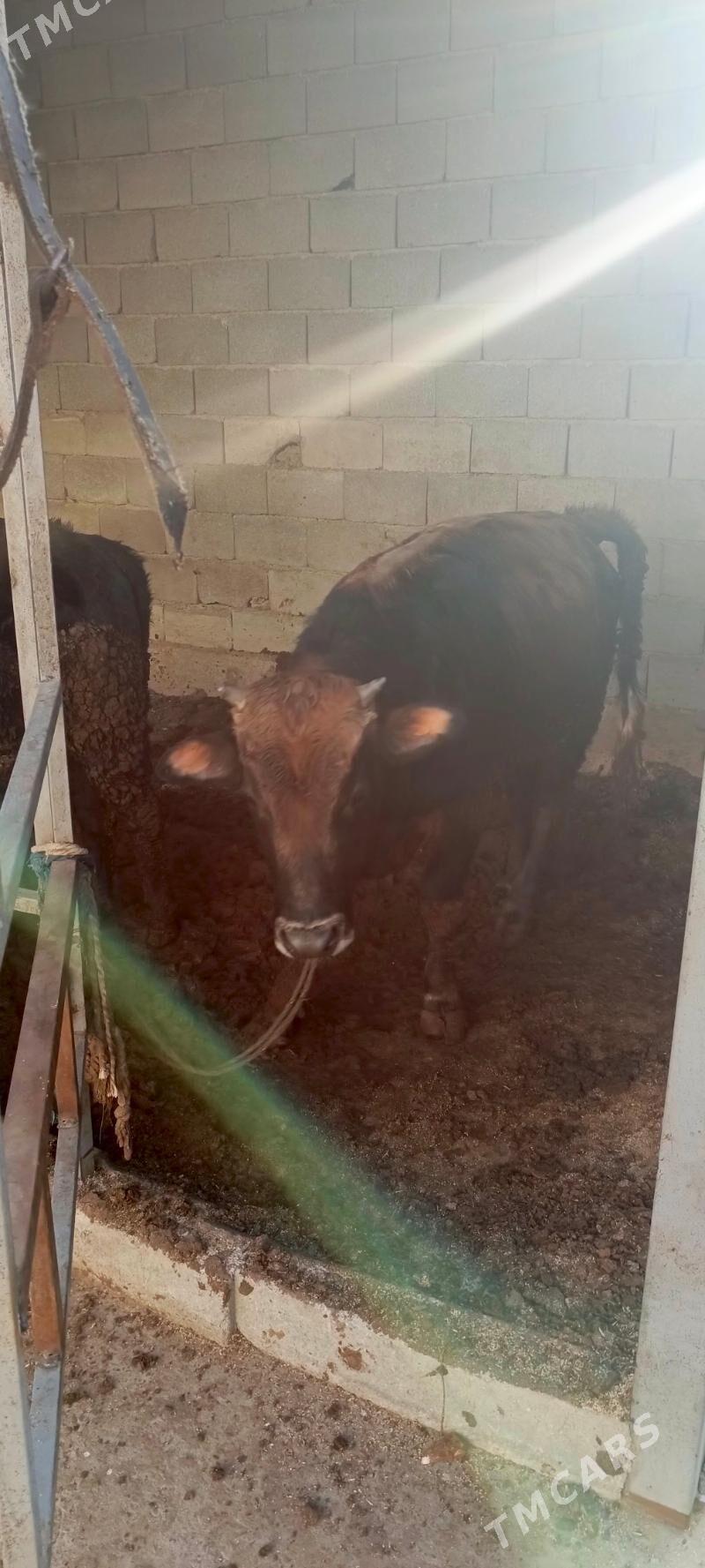 okuz - Гарадамак Шор - img 6