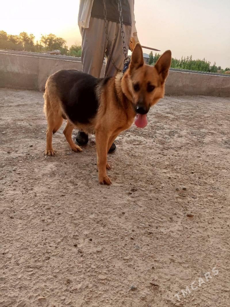 belka awcarka - Губадаг - img 1