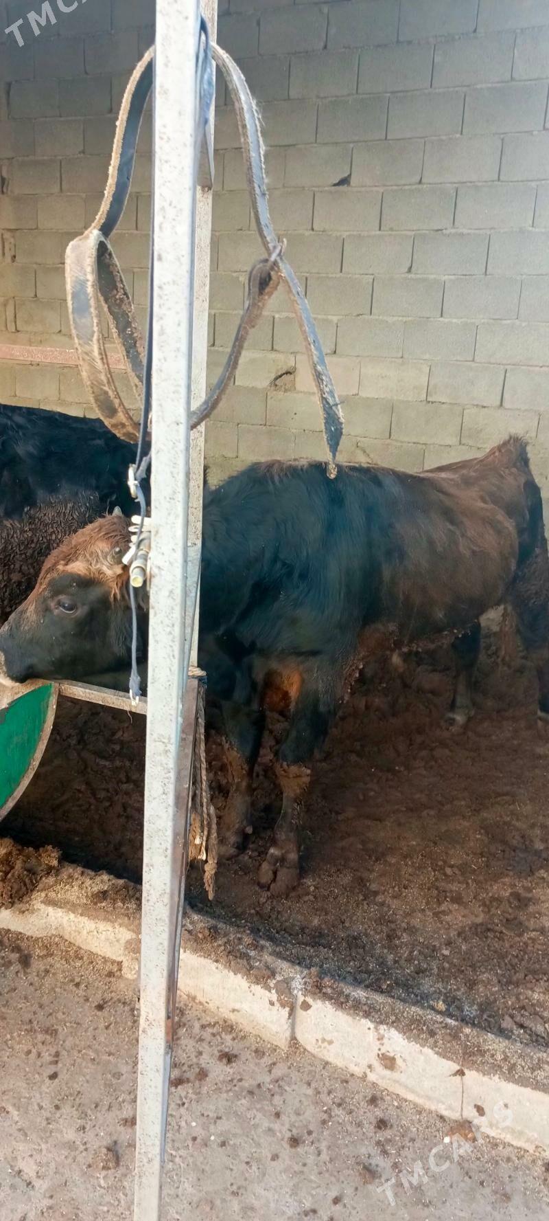 okuz - Гарадамак Шор - img 4