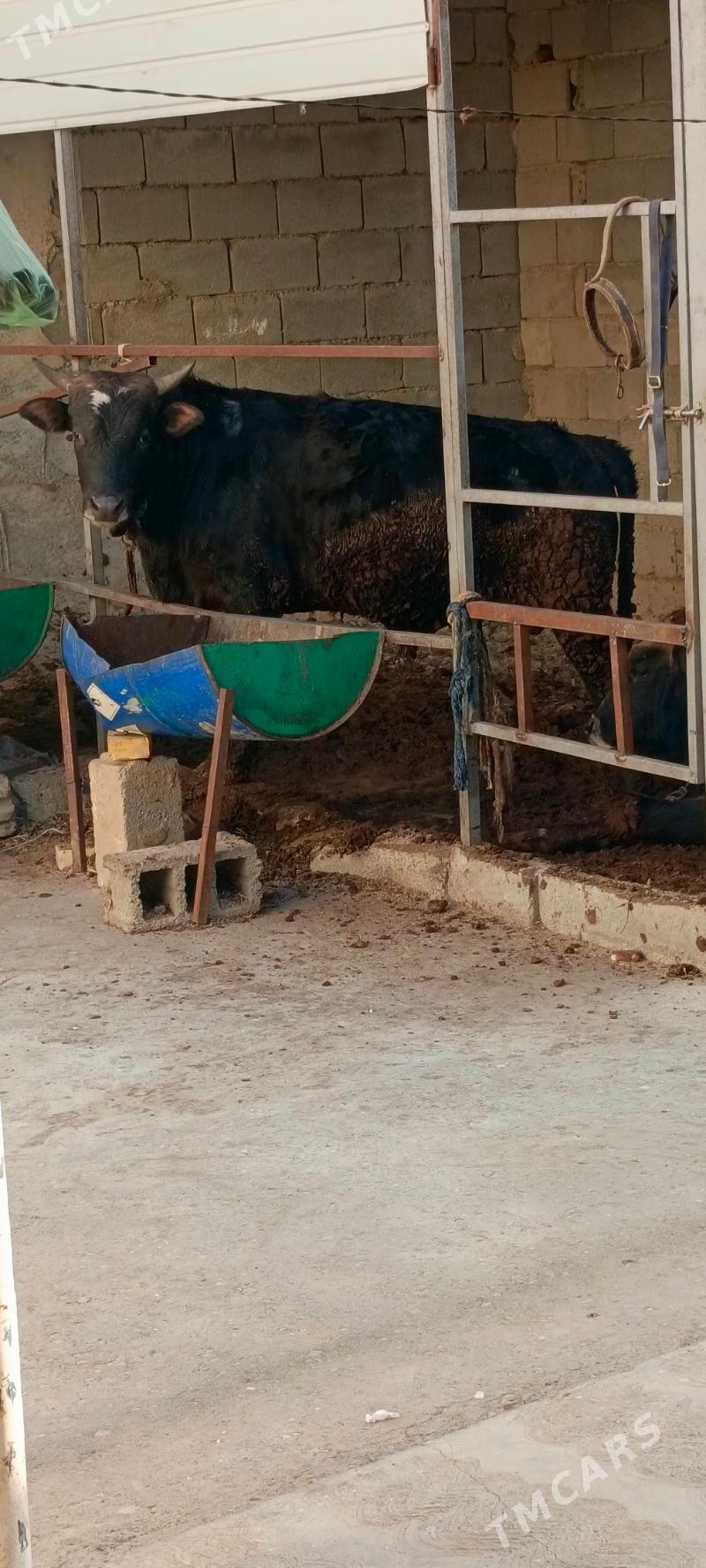 okuz - Гарадамак Шор - img 10