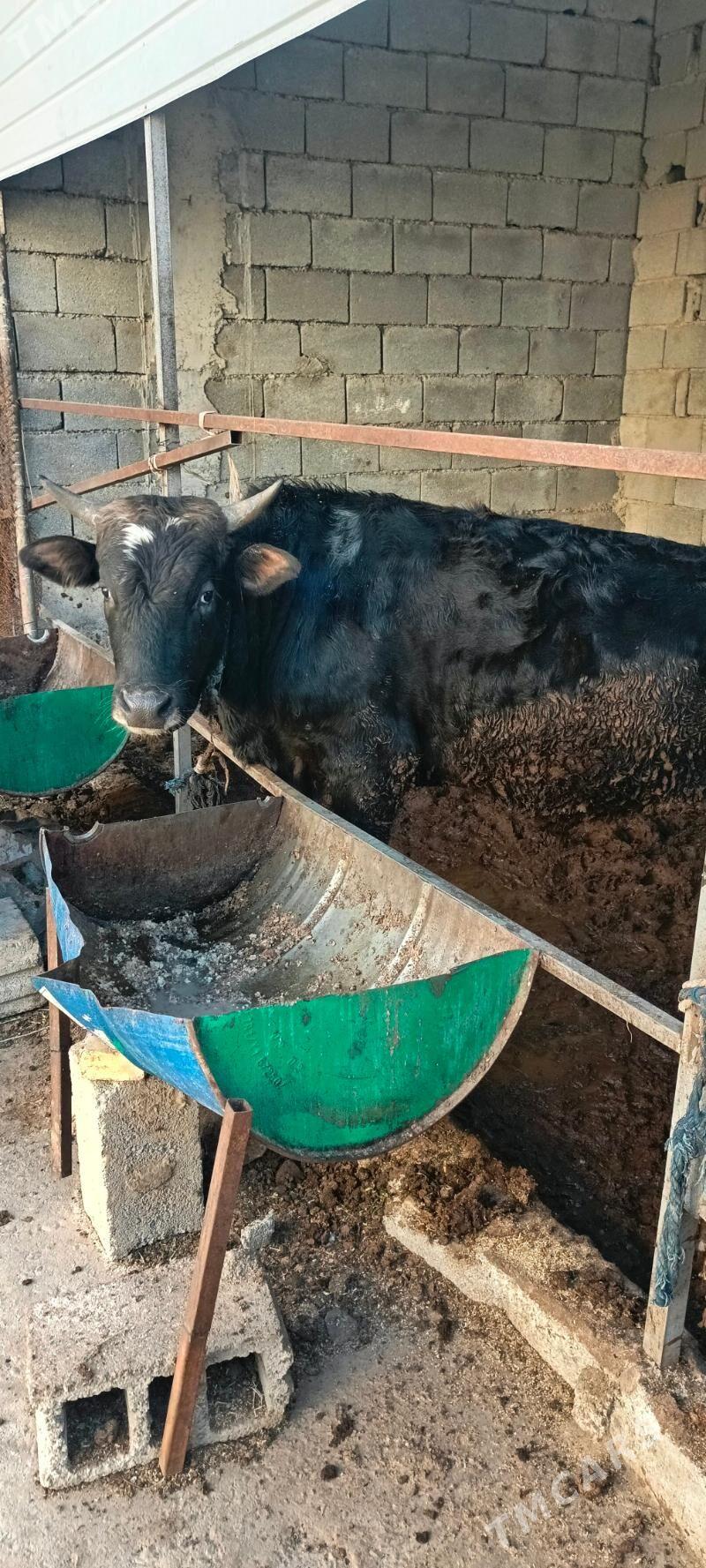 okuz - Гарадамак Шор - img 8