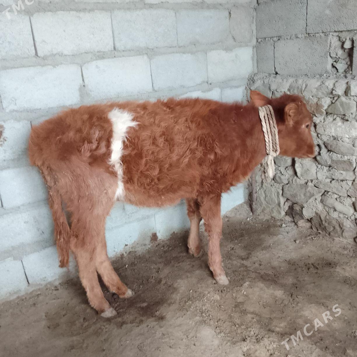 Gacar - Берекет - img 1