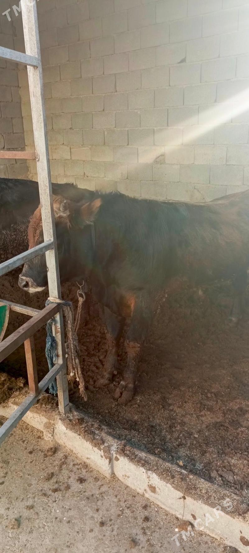 okuz - Гарадамак Шор - img 5