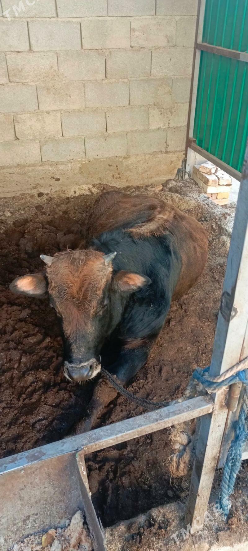 okuz - Гарадамак Шор - img 7