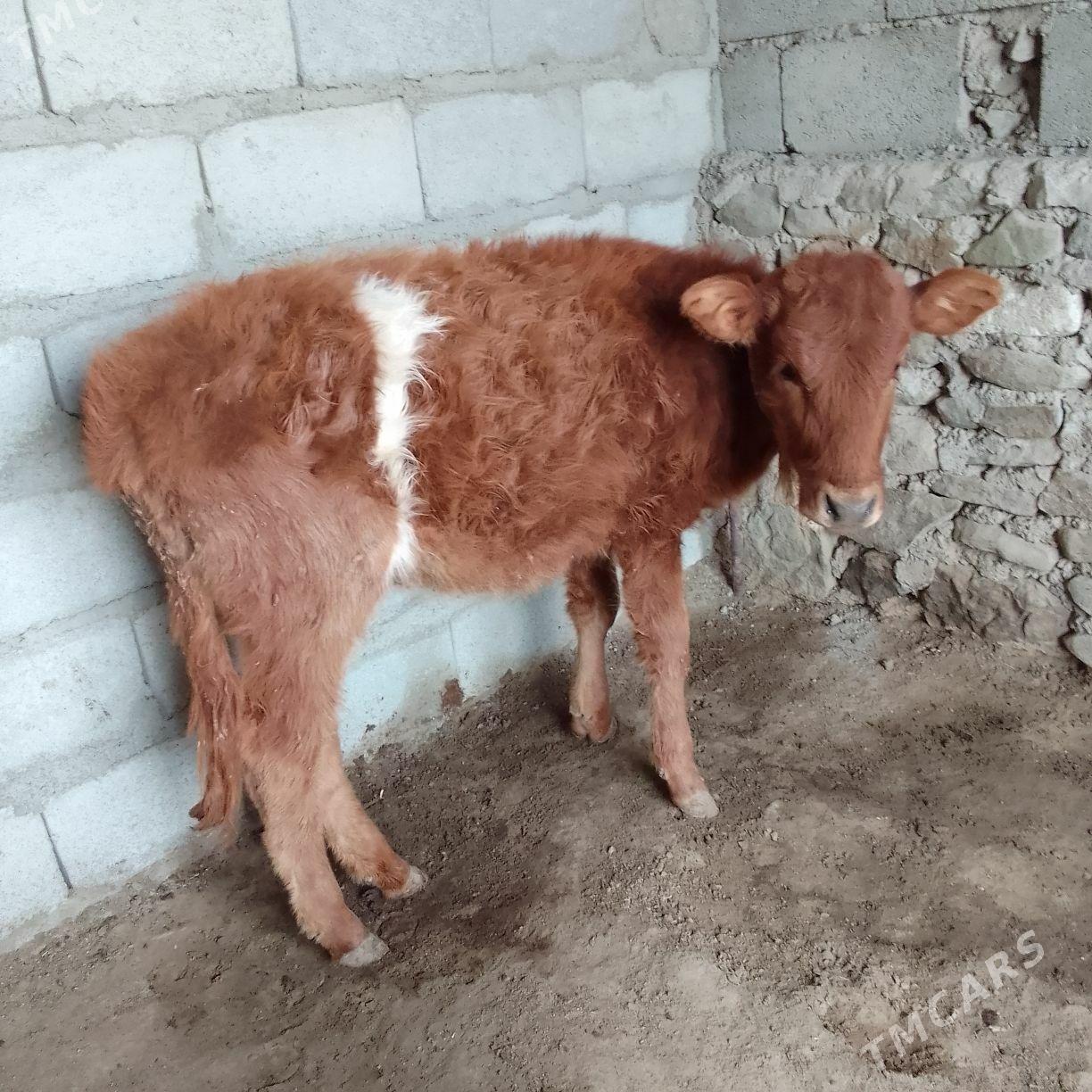 Gacar - Берекет - img 3