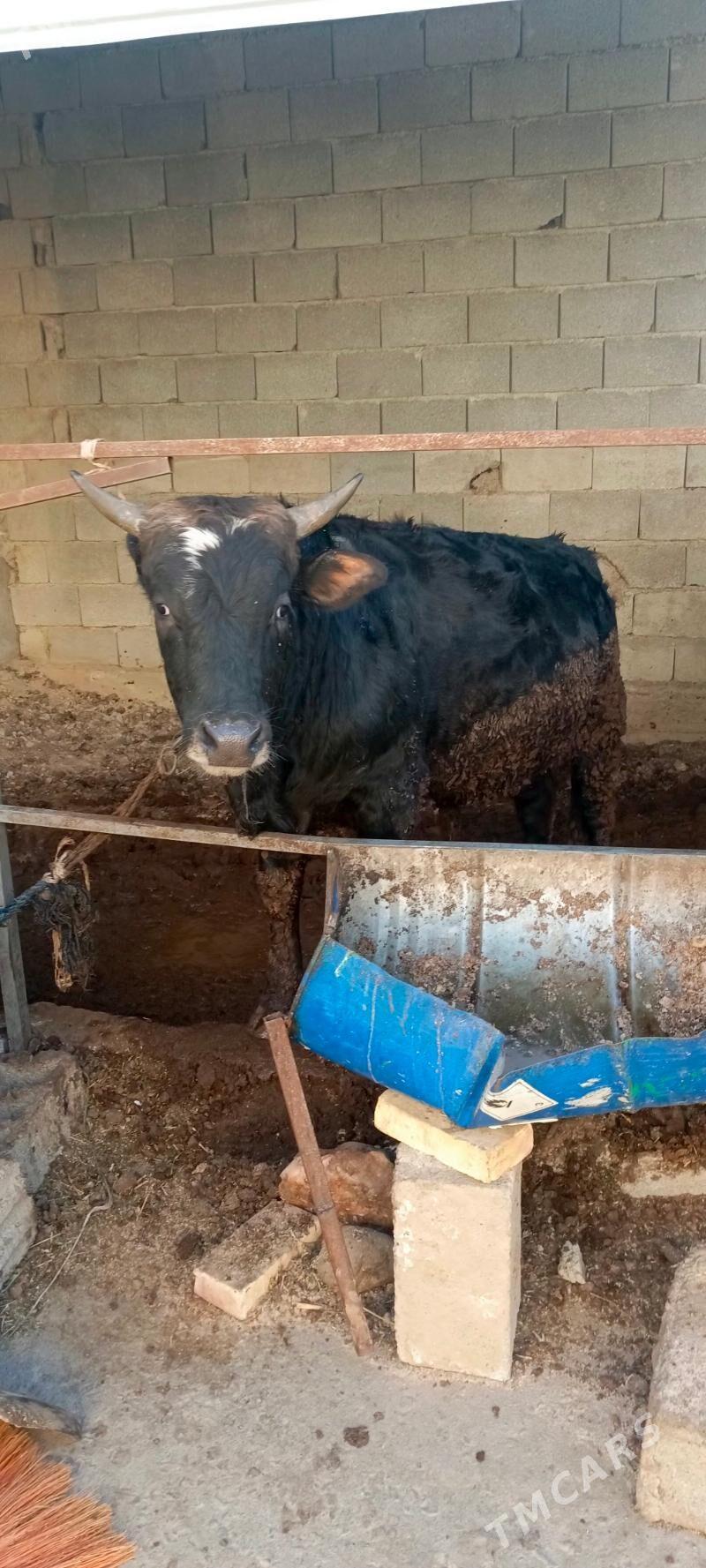 okuz - Гарадамак Шор - img 3