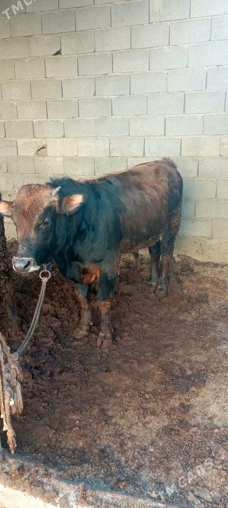 okuz - Гарадамак Шор - img 2