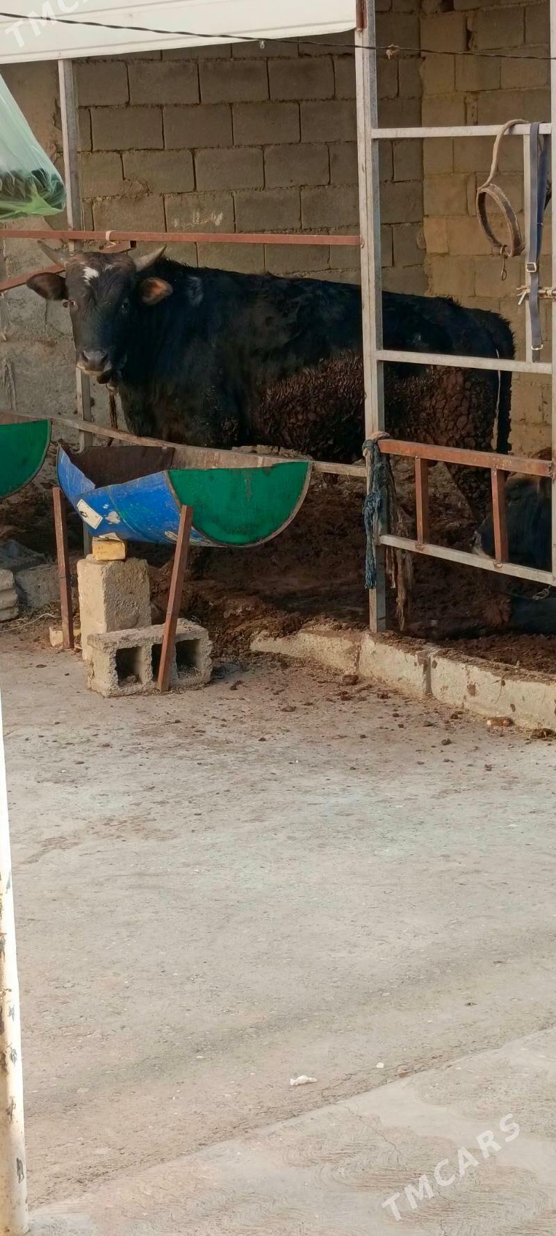 okuz - Гарадамак Шор - img 9