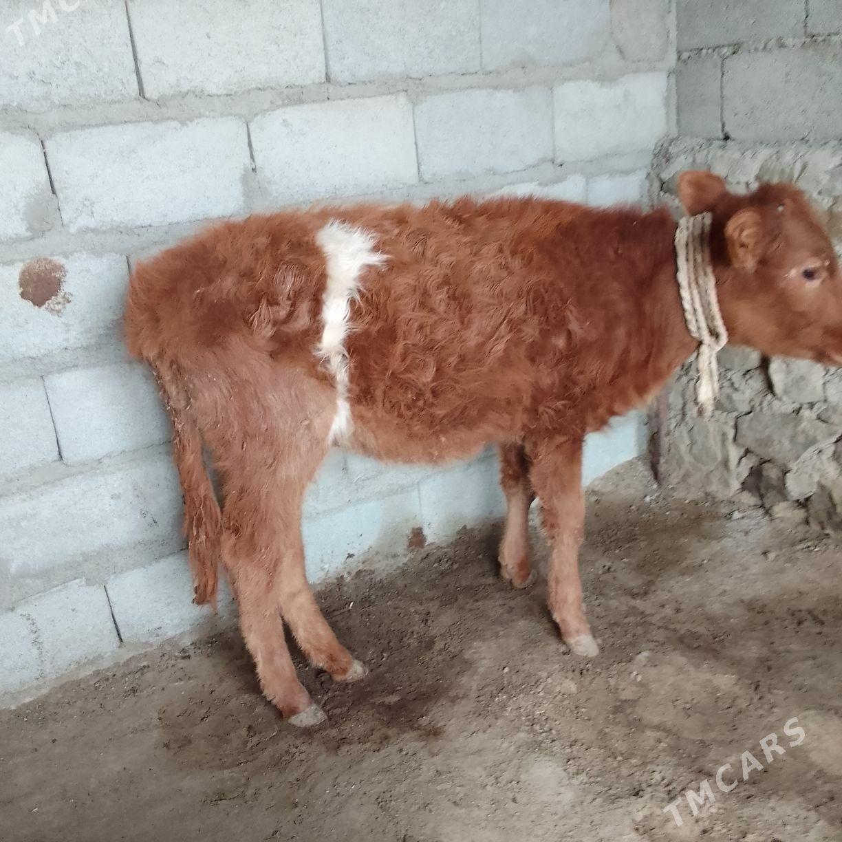 Gacar - Берекет - img 2